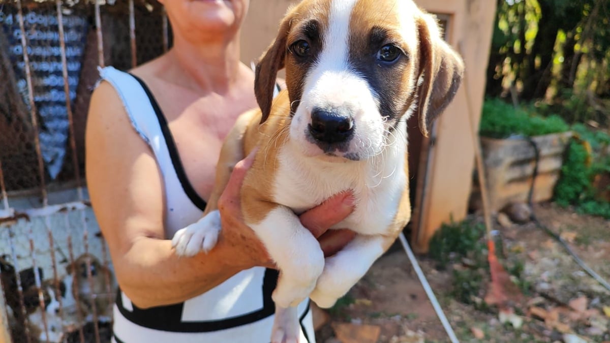 Grupo realiza feira de adoção com 12 cães e gatos em Goiânia no próximo sábado