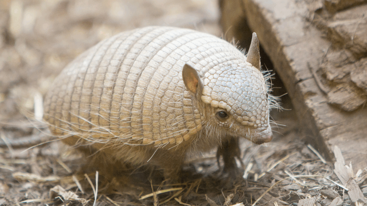 Imagem de um filhote de tatu