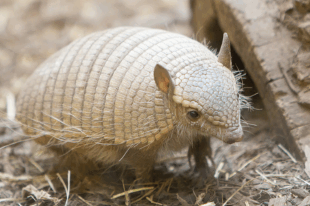 Imagem de um filhote de tatu