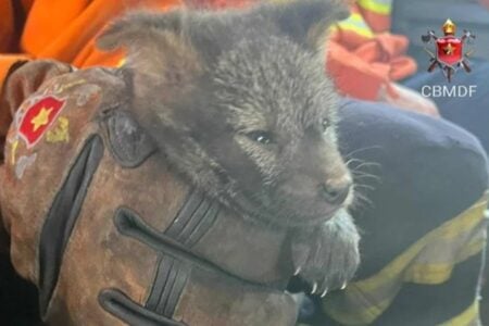 Bombeiros do DF resgatam filhote de cachorro-do-mato de incêndio florestal