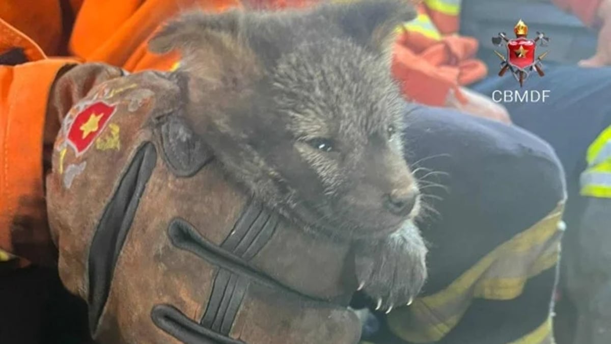 Bombeiros do DF resgatam filhote de cachorro-do-mato de incêndio florestal