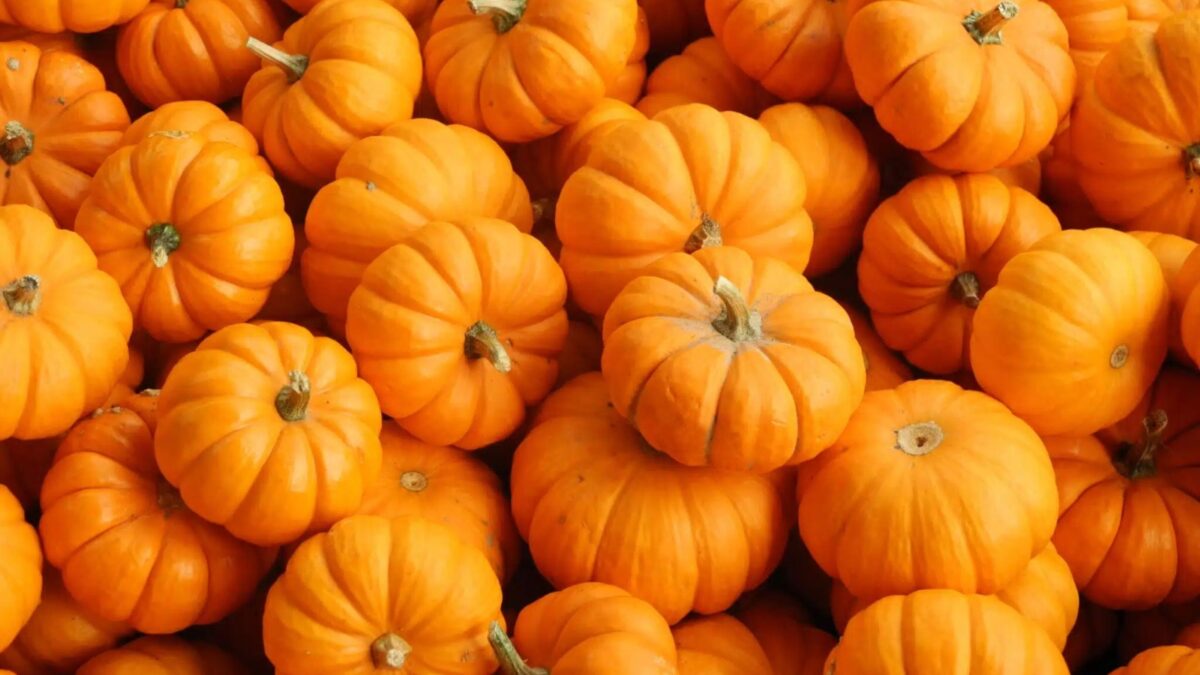 Casal surpreende ao cultivar abóbora gigante de quase 400 kg; veja fotos Vegetal é mais pesado que três elefantes filhotes