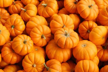 Casal surpreende ao cultivar abóbora gigante de quase 400 kg; veja fotos Vegetal é mais pesado que três elefantes filhotes