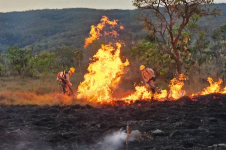 Estado anuncia operação contra incêndios no norte e nordeste goianos (Foto: Governo do Estado)