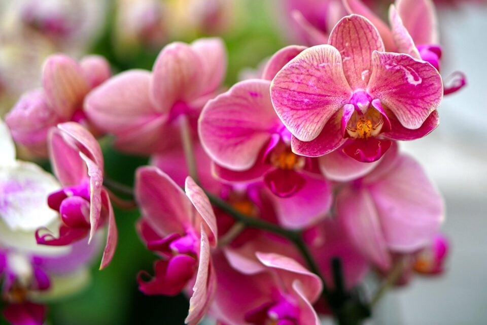 Goiânia recebe 1ª Exposição Regional de Orquídeas; veja data e local