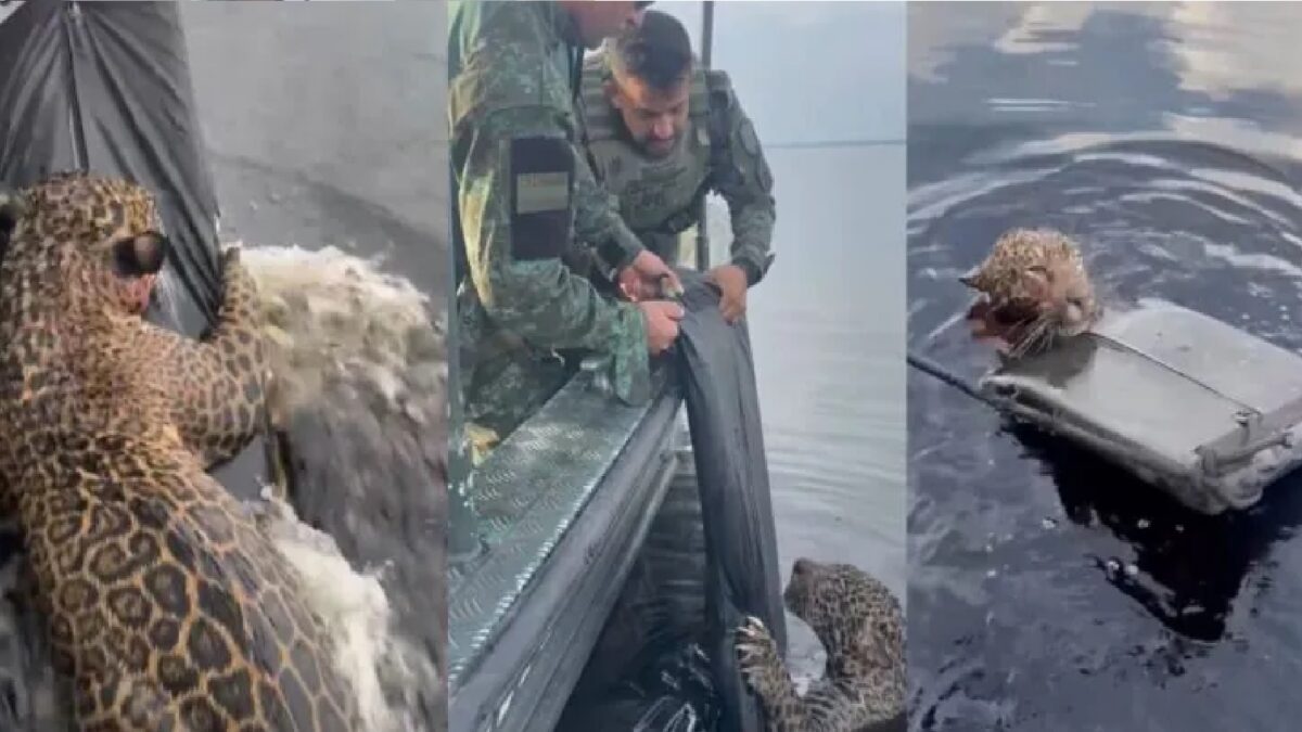 Colagem mostra onça ferida e no rio tentando se agarrar a boia lançada por profissionais de resgate e cuidado animal