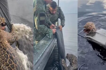 Colagem mostra onça ferida e no rio tentando se agarrar a boia lançada por profissionais de resgate e cuidado animal