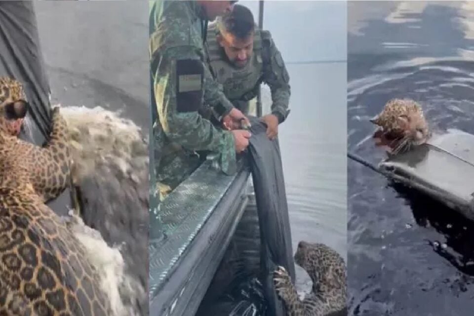Colagem mostra onça ferida e no rio tentando se agarrar a boia lançada por profissionais de resgate e cuidado animal