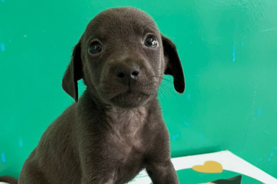 Aparecida promove feira de adoção de cães e gatos neste sábado (18/10)