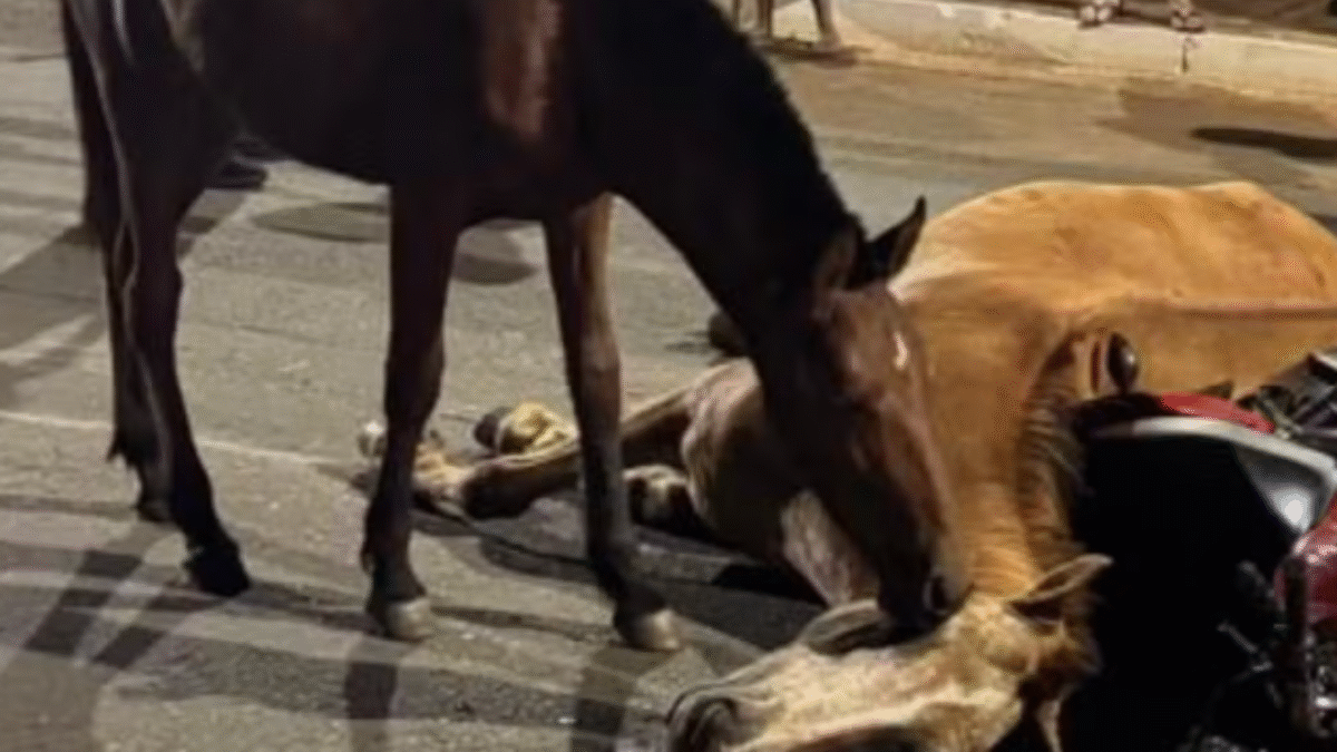 Imagem do cavalo próximo à égua morta