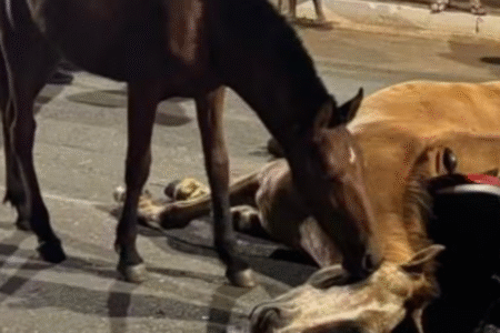 Imagem do cavalo próximo à égua morta