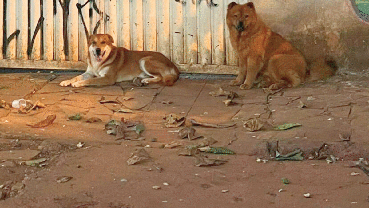 Cães sem coleira no setor Sul: mais de 40 gatos já foram mortos, segundo vizinhos (Foto cedida ao Mais Goiás)