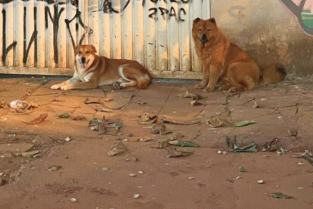 Cães sem coleira no setor Sul: mais de 40 gatos já foram mortos, segundo vizinhos (Foto cedida ao Mais Goiás)
