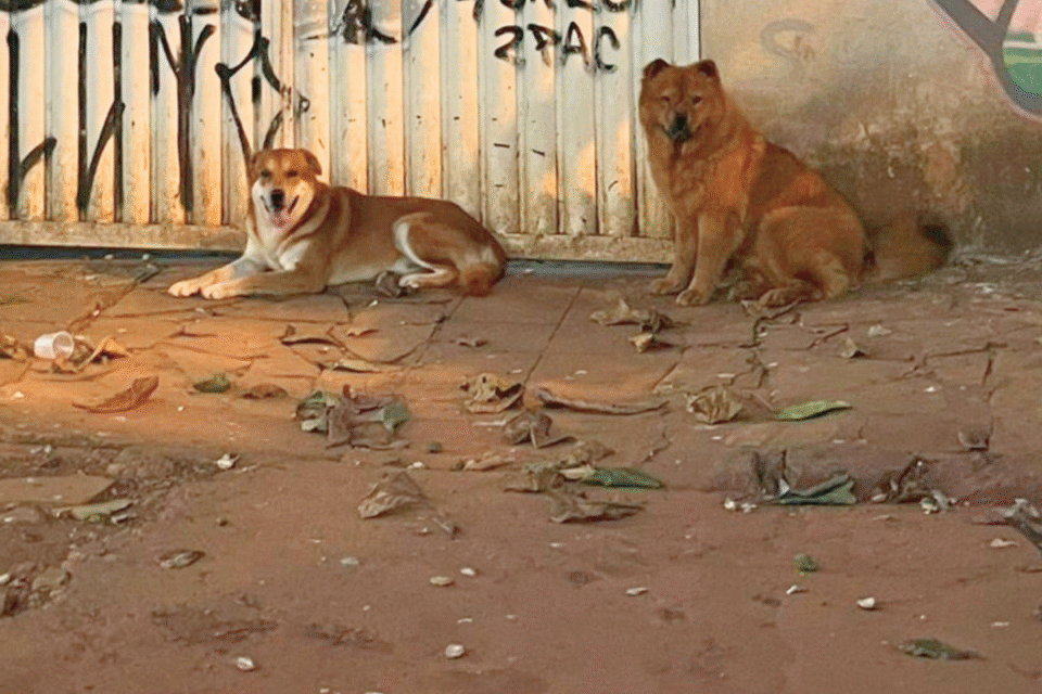 Cães sem coleira no setor Sul: mais de 40 gatos já foram mortos, segundo vizinhos (Foto cedida ao Mais Goiás)