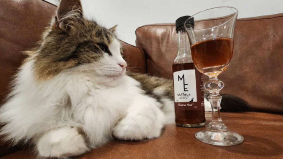 Nova Zelândia lança vinho sem álcool para cães e gatos (Foto: Reprodução/Muttley’s Estate)