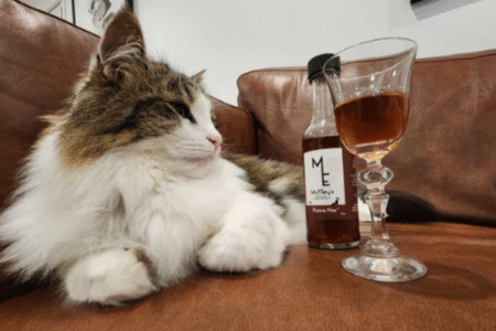 Nova Zelândia lança vinho sem álcool para cães e gatos