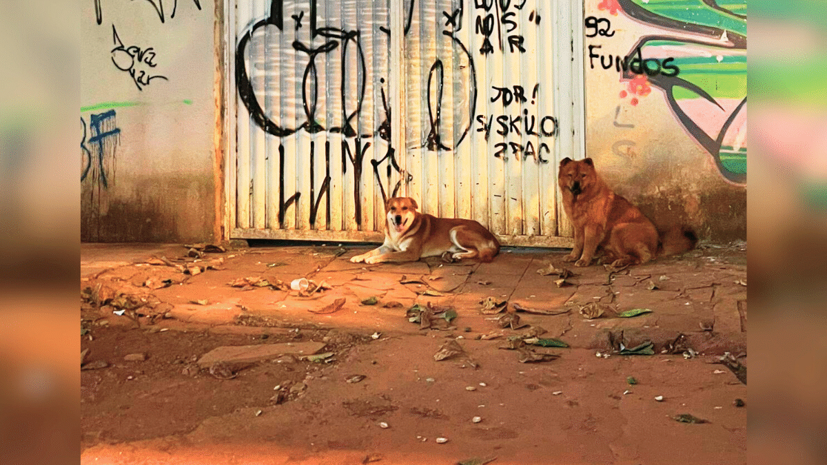 Cães sem coleira no Setor Sul: vizinhos fizeram vaquinha para consertar portão de tutora e parar matança de gatos (Foto cedida ao Mais Goiás)