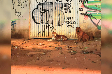 Cães sem coleira no Setor Sul: vizinhos fizeram vaquinha para consertar portão de tutora e parar matança de gatos (Foto cedida ao Mais Goiás)