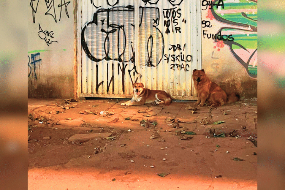 Cães sem coleira no Setor Sul: vizinhos fizeram vaquinha para consertar portão de tutora e parar matança de gatos (Foto cedida ao Mais Goiás)