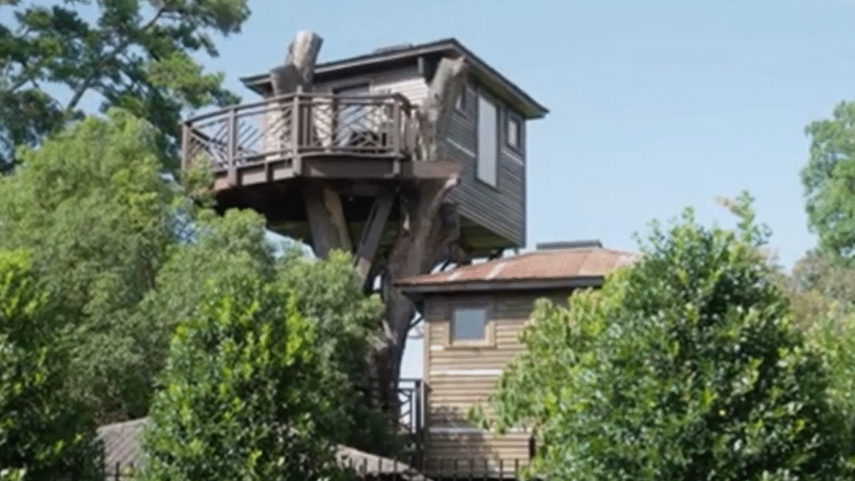 Bilionário gasta US$ 400 mil para construir 'mansão' na árvore; vídeo (Foto: Reprodução)