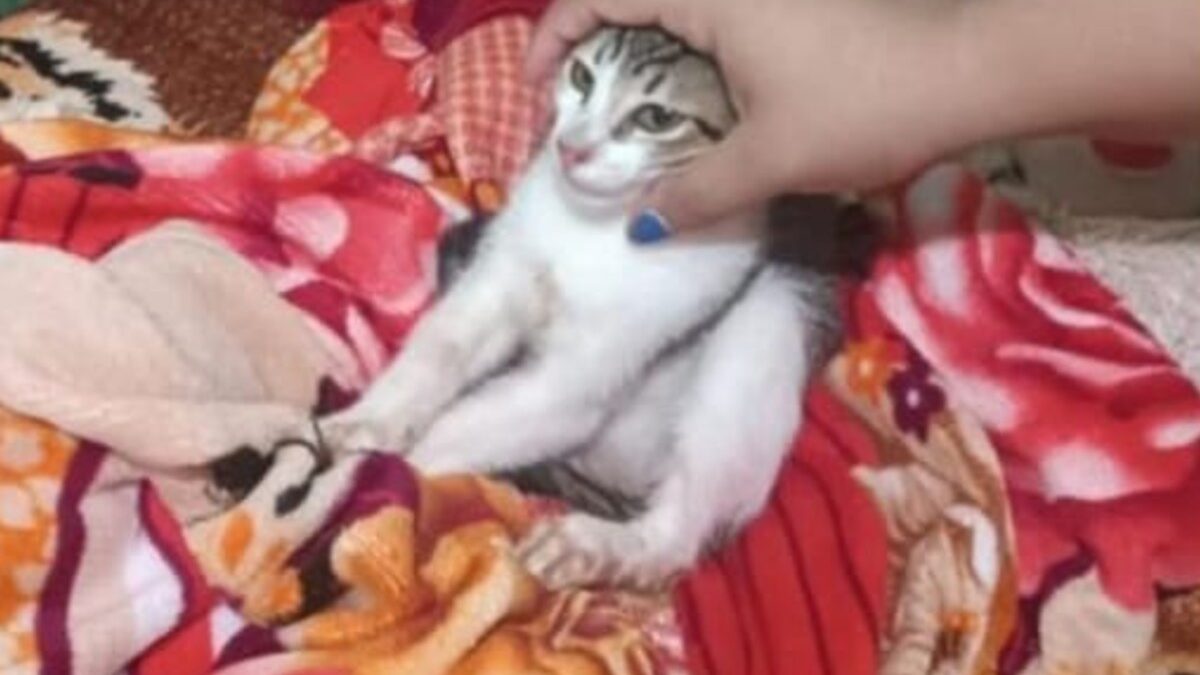 Homem é preso por ameaçar mãe e irmã e quebrar cadeira em filhote de gato em Rio Verde