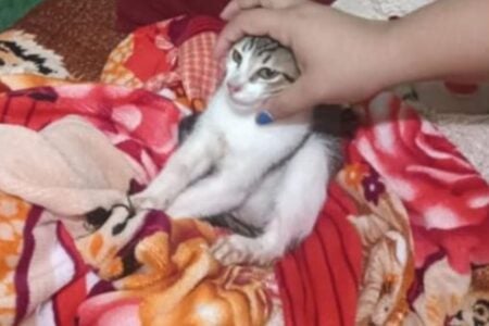 Homem é preso por ameaçar mãe e irmã e quebrar cadeira em filhote de gato em Rio Verde