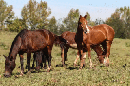 Ministério da Agricultura abre investigação sobre morte de cavalos em Goiânia (Foto: Agência Brasil)