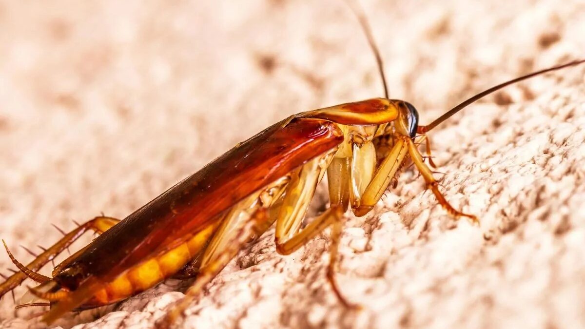 Mulher incendeia prédio ao tentar matar barata com lança-chamas; vizinha morre Incêndio começou após jovem usar spray inflamável