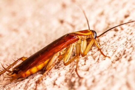 Mulher incendeia prédio ao tentar matar barata com lança-chamas; vizinha morre Incêndio começou após jovem usar spray inflamável