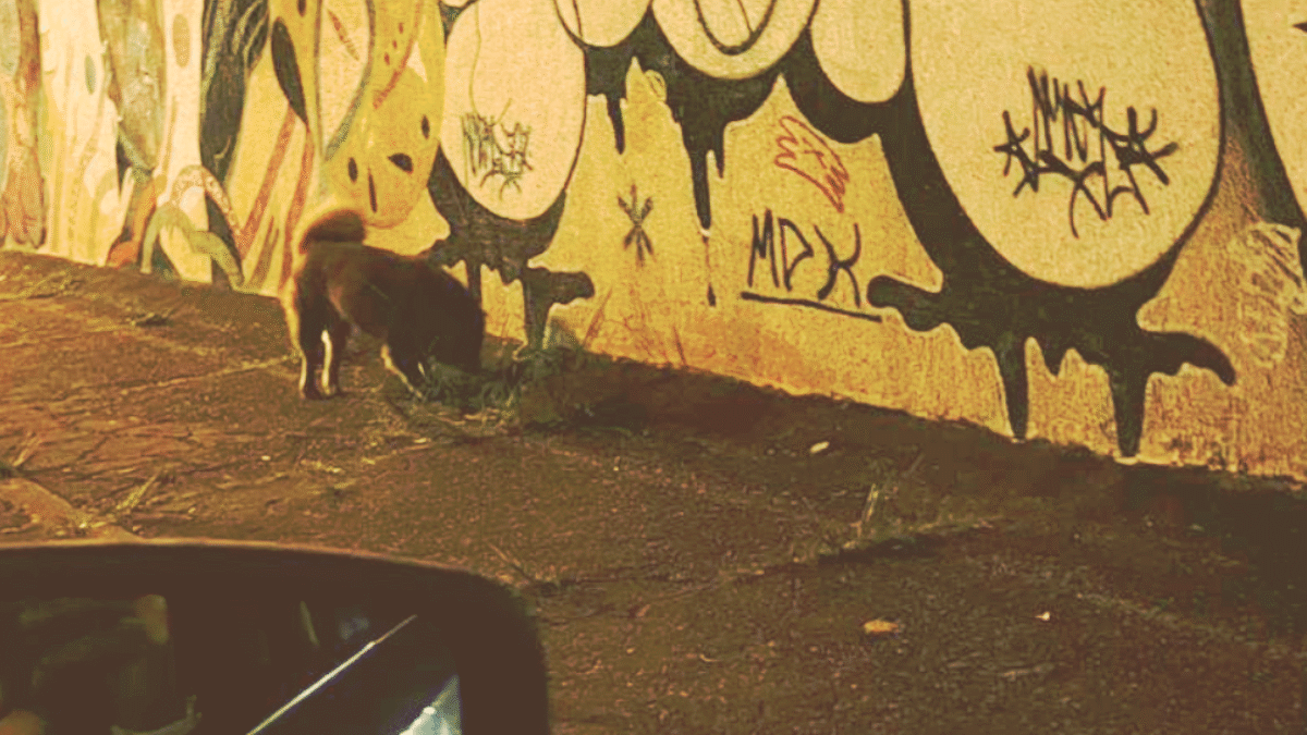 Polícia ouve dona de cães que teriam matado mais de 40 gatos no setor Sul, em Goiânia (Foto cedida ao Mais Goiás)