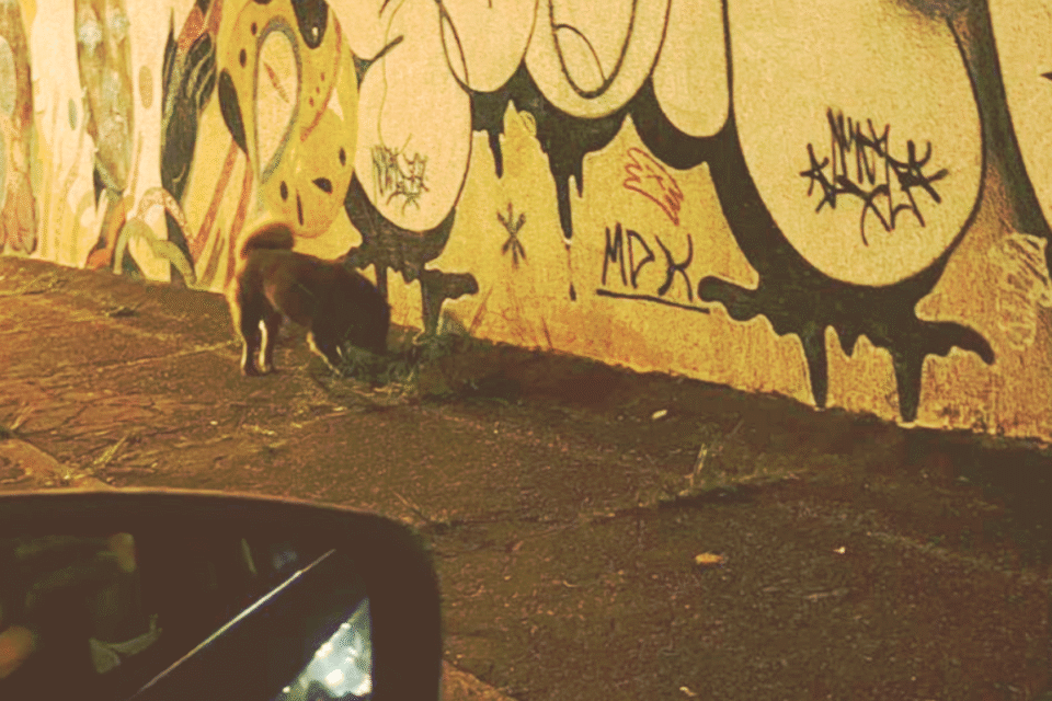 Polícia ouve dona de cães que teriam matado mais de 40 gatos no setor Sul, em Goiânia (Foto cedida ao Mais Goiás)