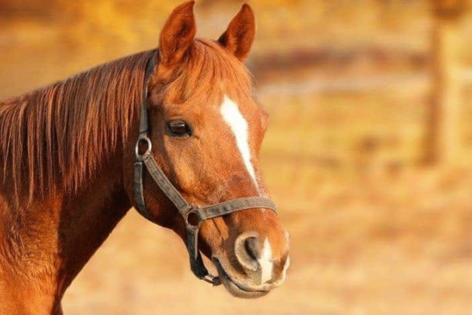 Acúmulo de gases a ponto de asfixiar pulmão pode ter ajudado a matar cavalos em Goiânia (Foto: Reprodução)