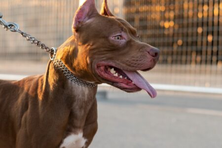 Pitbulls escapam de casa e atacam homem no Paraná; vítima perde visão e orelha Tutora alega que tentou doar animais