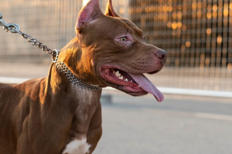 Criança de 9 anos é atacada por pitbull na zona rural de Campos Belos Goiás Menina foi socorrida e encaminhada ao hospital
