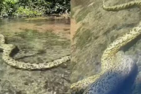 Sucuri é flagrada em rio após engolir capivara e vídeo assista Anaconda pode ultrapassar 8 metros de comprimento e pesar 150 quilos