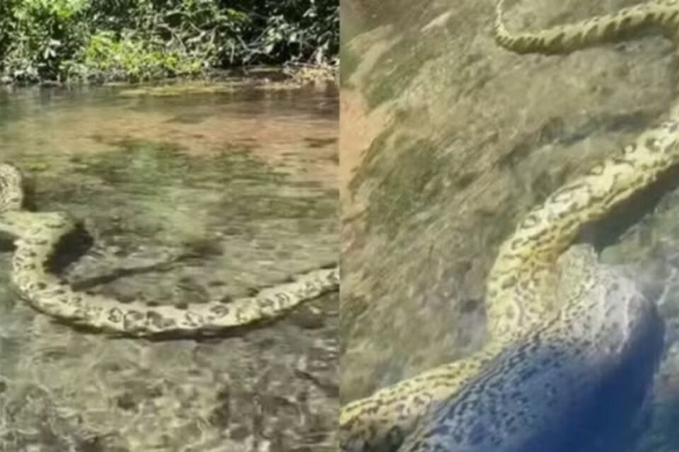 Sucuri é flagrada em rio após engolir capivara e vídeo assista Anaconda pode ultrapassar 8 metros de comprimento e pesar 150 quilos