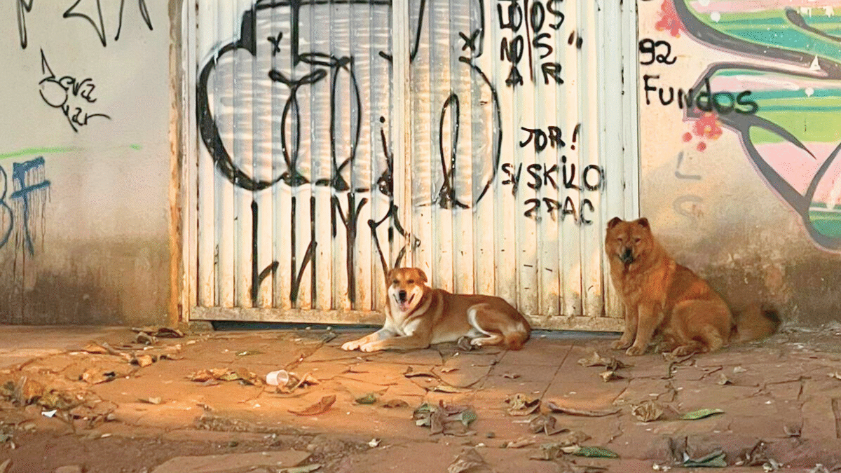 O que disse à polícia a dona dos cães que podem ter matado mais de 40 gatos no setor Sul (Foto cedida ao Mais Goiás)