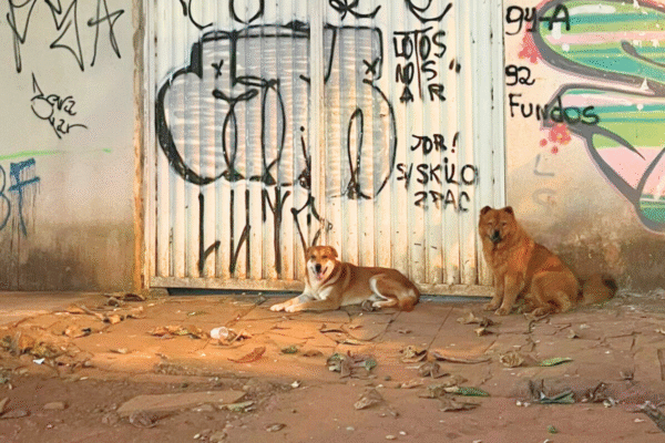 O que disse à polícia a dona dos cães que podem ter matado mais de 40 gatos no setor Sul (Foto cedida ao Mais Goiás)