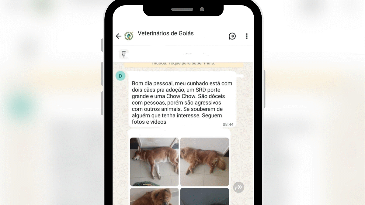 Donos tentam doar cães que mataram gatos no setor Sul: ‘são agressivos com animais’ (Foto: Reprodução)