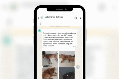 Donos tentam doar cães que mataram gatos no setor Sul: ‘são agressivos com animais’ (Foto: Reprodução)