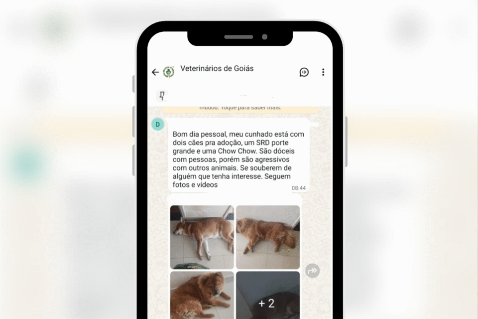 Donos tentam doar cães que mataram gatos no setor Sul: ‘são agressivos com animais’ (Foto: Reprodução)