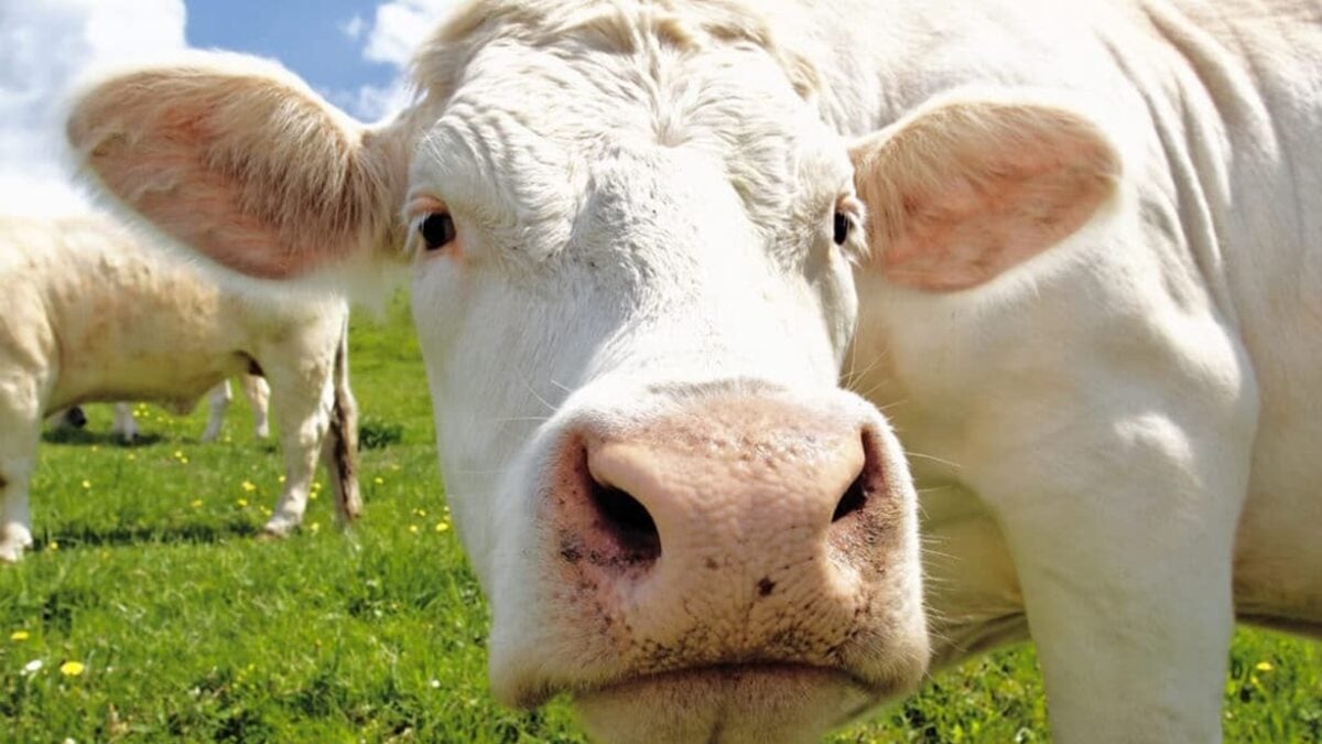 Nestlé adota medida para reduzir arroto e pum das vacas; veja qual Animais usam até um colar com inteligência artificial