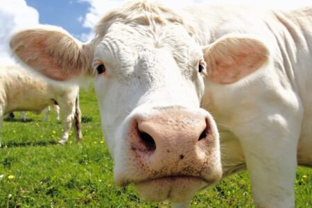 Nestlé adota medida para reduzir arroto e pum das vacas; veja qual Animais usam até um colar com inteligência artificial