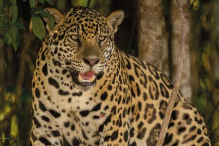 Vídeo: Onças travam cabo de guerra com uma sucuri no Pantanal Disputa ocorreu após o acasalamento do casal de felinos