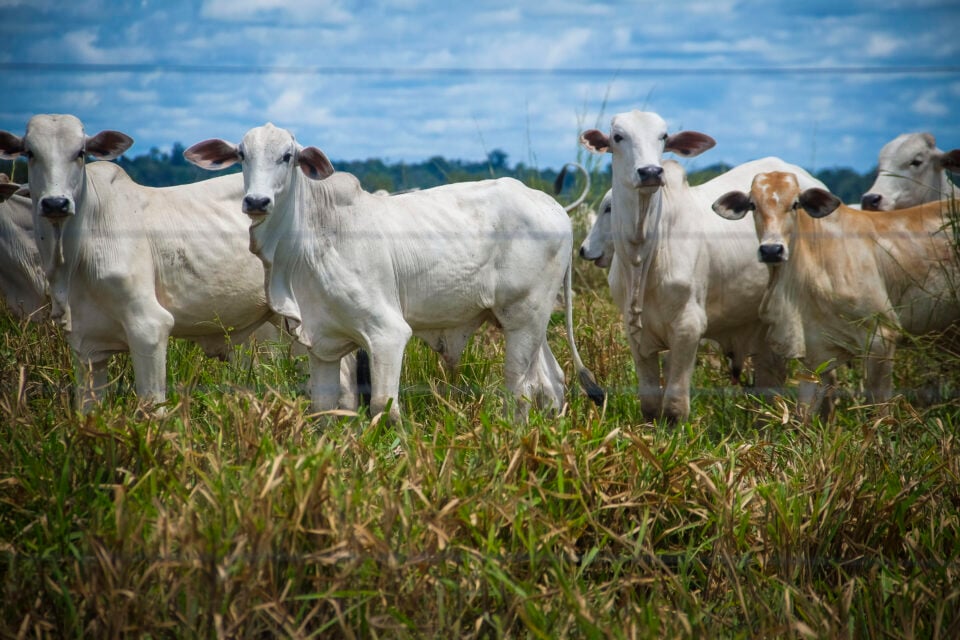 Imagem mostra animais soltos no pasto