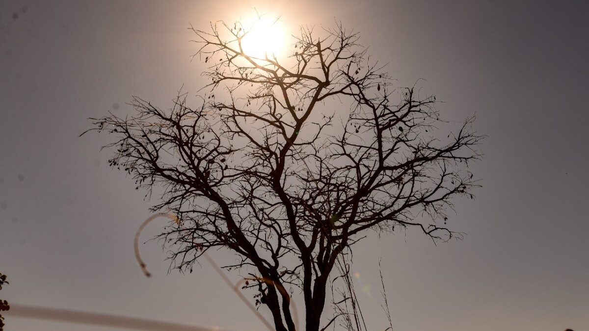 Imagem mostra arvore seca e sol forte