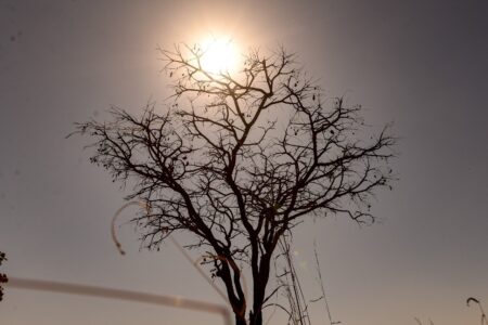 Imagem mostra arvore seca e sol forte
