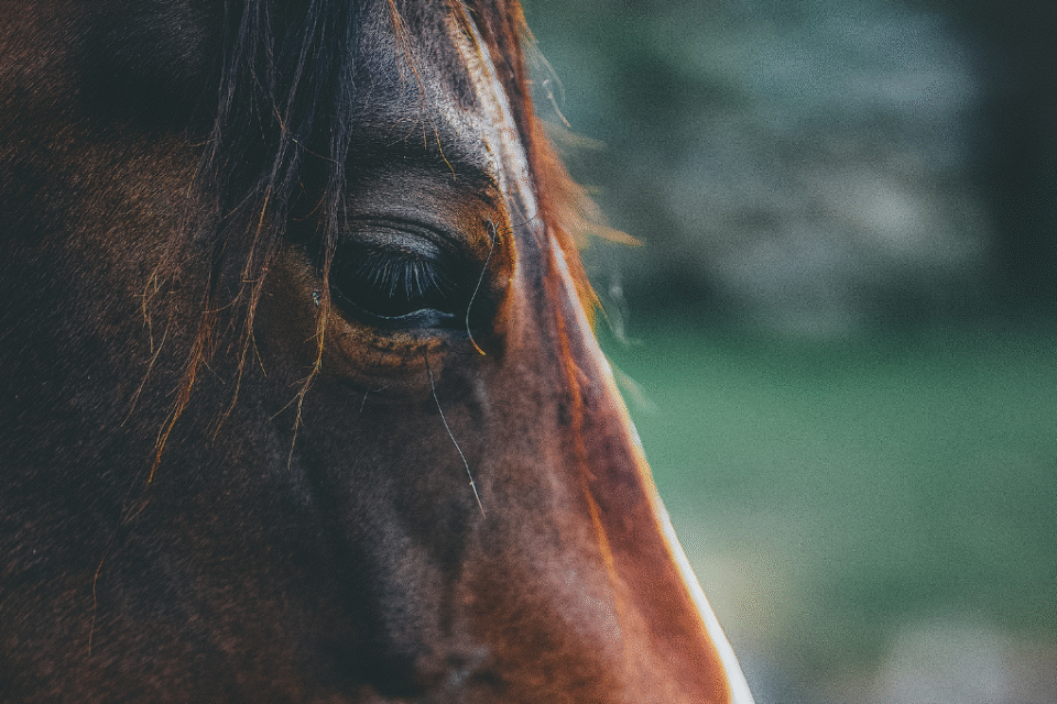 Homem é preso suspeito de agredir cavalo com facão em Minaçu