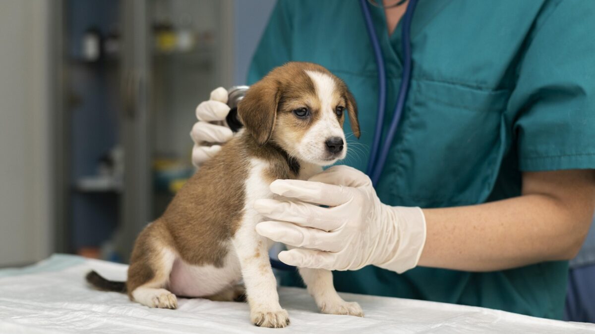 Pais de pets antivacinas: ceticismo donos de animais de estimação tutores sem vacinação contra Covid-19 têm tendência a não vacinar pets