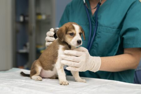Pais de pets antivacinas: ceticismo donos de animais de estimação tutores sem vacinação contra Covid-19 têm tendência a não vacinar pets
